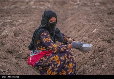 کاشت لوبیا درروستای کریم خلف حمیدیه - خوزستان