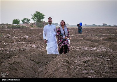 کاشت لوبیا درروستای کریم خلف حمیدیه - خوزستان