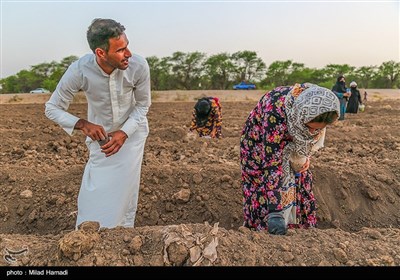 کاشت لوبیا درروستای کریم خلف حمیدیه - خوزستان
