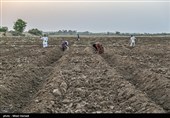 سرمای بی‌سابقه هوا در خدابنده زنجان/ محصولات کشاورزی &quot;دوتپه&quot; از بین رفت