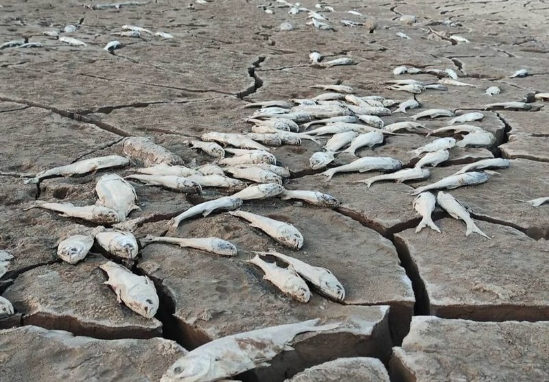 پایان عمر 2 هزار بچه ماهی در سد حاجی آباد+تصاویر
