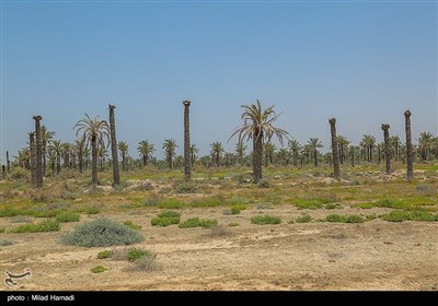 شهر خنافره در منطقه خروسی ماهشهر