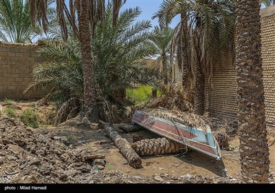 نخلهای شهر خنافره شادگان در آستانه نابودی
