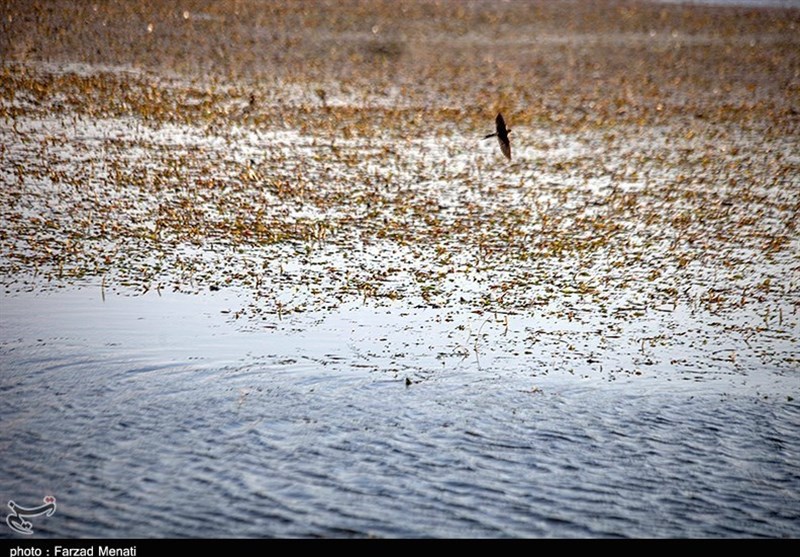 تالاب هشیلان در استان کرمانشاه جان تازه می‌گیرد / انتقال آب از سد گاوشان به تالاب