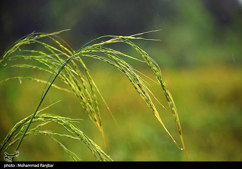 تلاش سازمان بسیج مهندسین کشاورزی نتیجه داد؛ افزایش 20 درصدی تولید برنج در استان گیلان