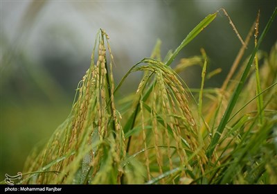 خسارت باران به شالیزارهای برنج