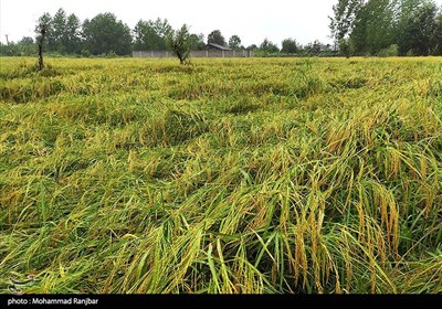 خسارت باران به شالیزارهای برنج