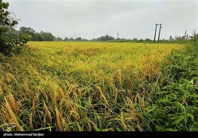 خسارت باران به شالیزارهای برنج