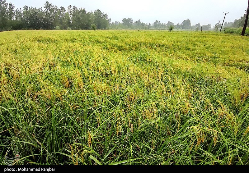 افزایش 20 درصدی تولید برنج کشور طی امسال