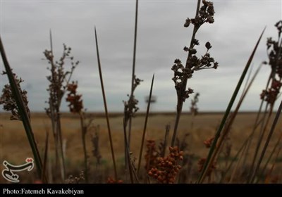 زیباترین تالاب ایران قربانی آتشسوزیهای پیاپی/ دیگر در میانکاله نه فلامینگویی میبینی و نه صدای پای گردشگران+ تصاویر