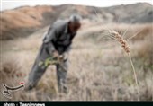 تَرَک خشکسالی بر تن مزارع دیم/ ۲۰۰ هزار هکتار از گندم‌زار‌های استان فارس به برداشت نرسید