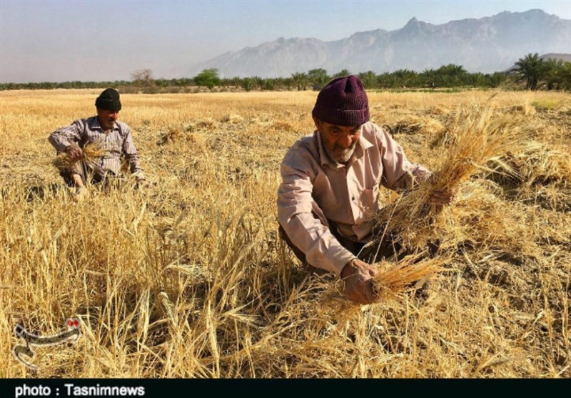 33 هزار و 900 تن گندم کشاورزان در کهگیلویه و بویراحمد خرید تضمینی شد