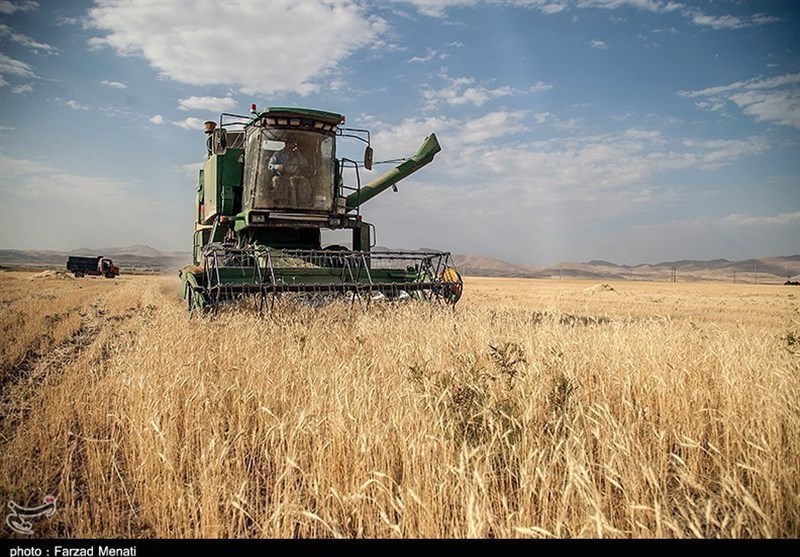 بیش از 3000 تن گندم از مزارع استان بوشهر برداشت شد/خسارت 90 درصدی به مزارع دیم