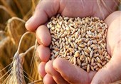 نخستین خوشه‌های طلایی گندم کشور در سیستان و بلوچستان برداشت شد