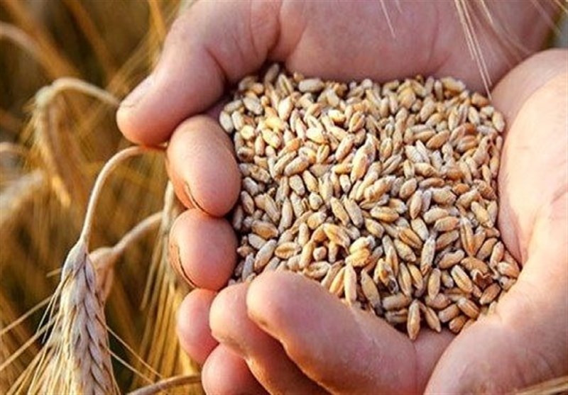 کیفیت گندم‌های خرید تضمینی شده افزایش یافت