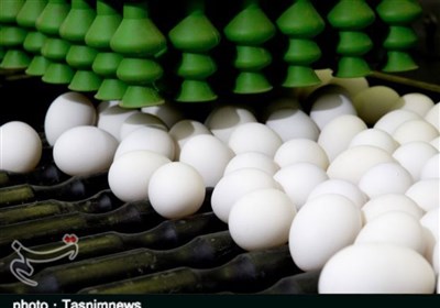  تشدید تولید و واردات برای مقابله با گرانی تخم مرغ/قیمت مصوب ۴۲۵۰۰ تومان شد 