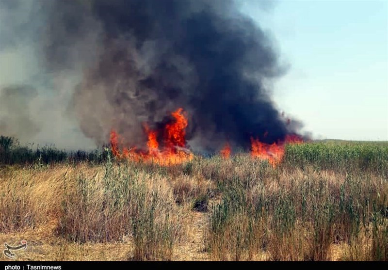 آتش به قلب تالاب هشیلان افتاد/ ارتفاع شعله‌های آتش تا 4 متر می‌رسد + فیلم