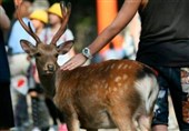 US Reports World's First Deer with COVID-19