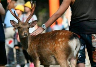 US Reports World's First Deer with COVID-19