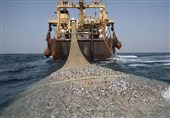 صید 980 تن میگو در نوار ساحلی خلیج فارس بوشهر