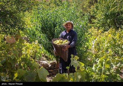 کشمش گیری سنتی بولاو در دولاب- کردستان