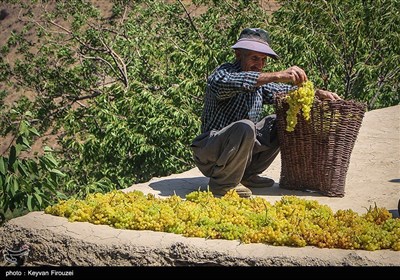کشمش گیری سنتی بولاو در دولاب- کردستان