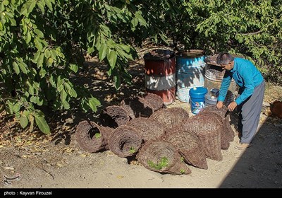 کشمش گیری سنتی بولاو در دولاب- کردستان