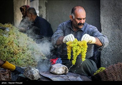 کشمش گیری سنتی بولاو در دولاب- کردستان