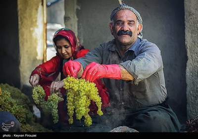 کشمش گیری سنتی بولاو در دولاب- کردستان