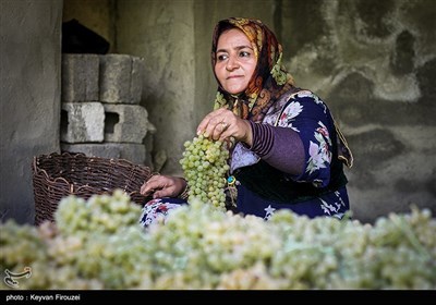 کشمش گیری سنتی بولاو در دولاب- کردستان