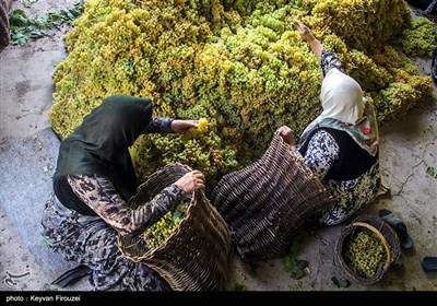 کشمش گیری سنتی بولاو در دولاب- کردستان