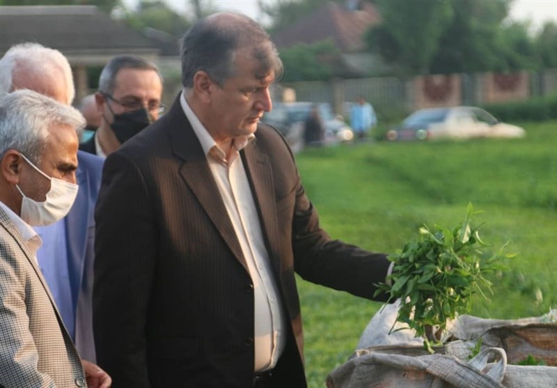 معاون وزیر جهاد کشاورزی: دولت از کشت و فرآوری گیاهان دارویی در اراضی شیبدار ‌حمایت می‌کند‌