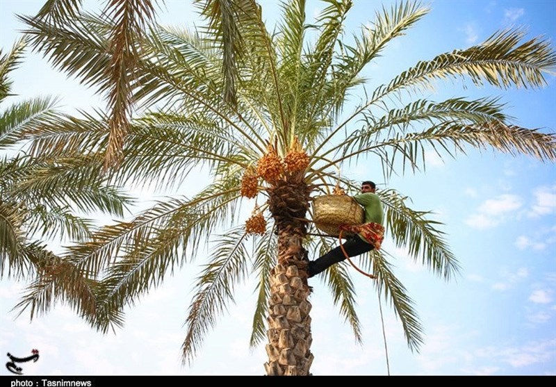 برداشت محصول خارک و رطب از نخیلات استان بوشهر آغاز شد+تصویر