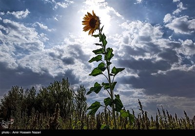 مزارع گل آفتابگردان در تاکستان قزوین