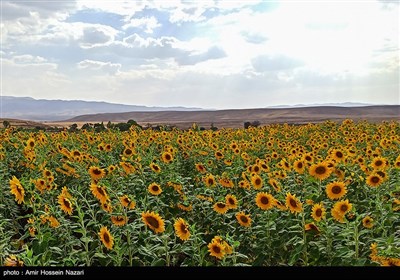 مزارع گل آفتابگردان در تاکستان قزوین