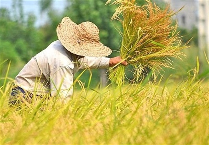 کشت برنج در کشور قراردادی می‌شود