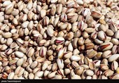 اقتصاد بدون نفت| برداشت و فرآوری پسته در خراسان شمالی به روایت تصاویر