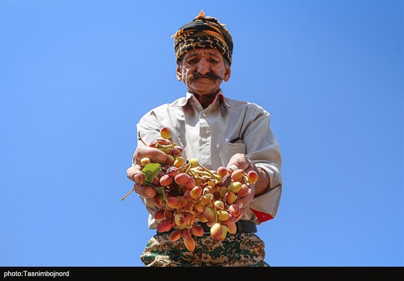 برداشت پسته مرغوب از باغات اطراف دریاچه ارومیه در آذربایجان شرقی به روایت تصویر