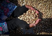گزارشی از کاشت محصولی کم آب و اقتصادی در خراسان رضوی/باغداران پسته در انتظار فرآوری و رونق صادرات