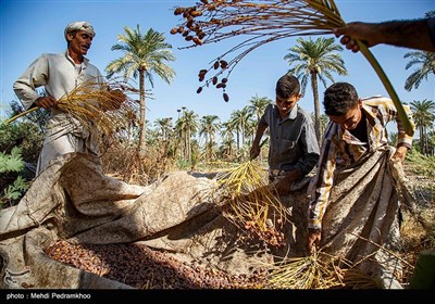 برداشت خرما از نخلستان های روستای علوه شهرستان کارون