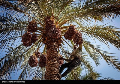 برداشت خرما از نخلستان های روستای علوه شهرستان کارون