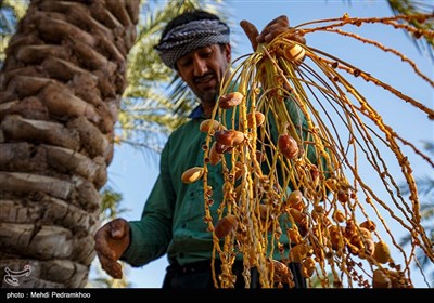 برداشت خرما از نخلستان های روستای علوه شهرستان کارون