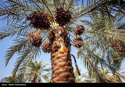 برداشت خرما از نخلستان های روستای علوه شهرستان کارون