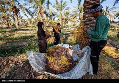 برداشت خرما از نخلستان های روستای علوه شهرستان کارون