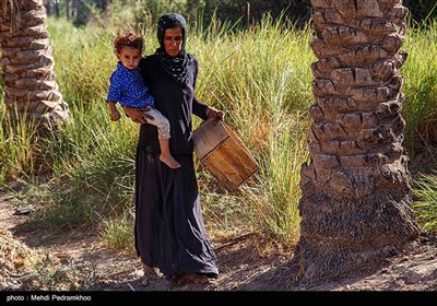 برداشت خرما از نخلستان های روستای علوه شهرستان کارون