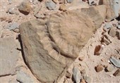 شناسایی دومین منطقه ارزشمند فسیلی در نطنز