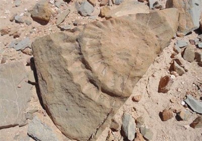 شناسایی دومین منطقه ارزشمند فسیلی در نطنز
