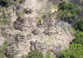 سالانه 30 هزار پرونده تخریب جنگل‌ها و مراتع تشکیل می‌شود