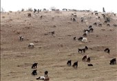 تولید علوفه در مراتع استان بوشهر 50 درصد کاهش یافت