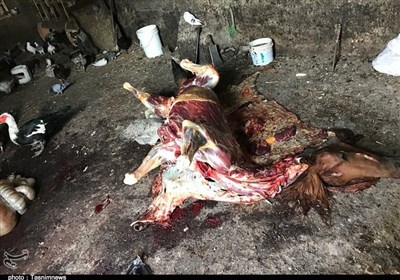 نیم تن گوشت اسب و الاغ غیرمجاز در تهران معدوم شد + تصاویر
